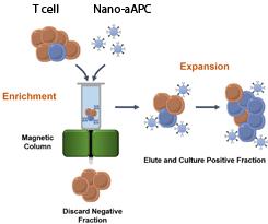 Making customized T Cells