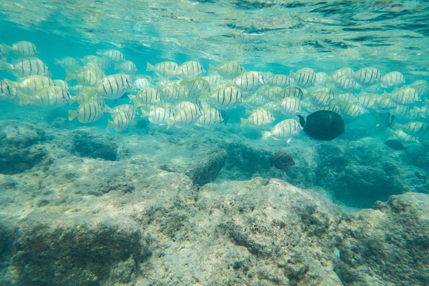 Schooling fishes