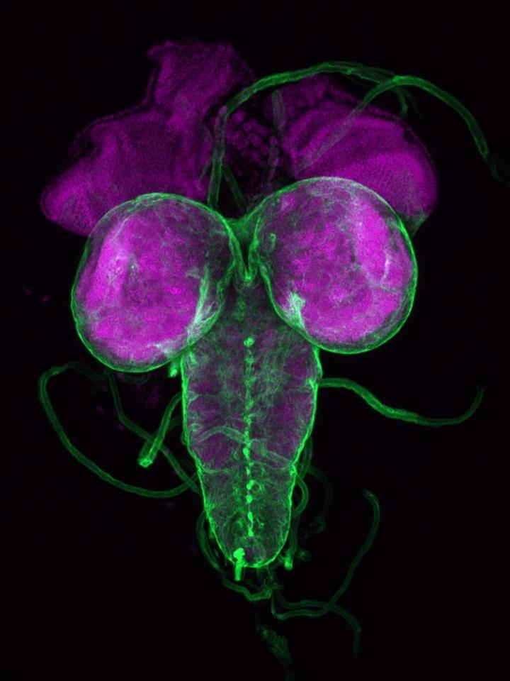 Drosophila Brain