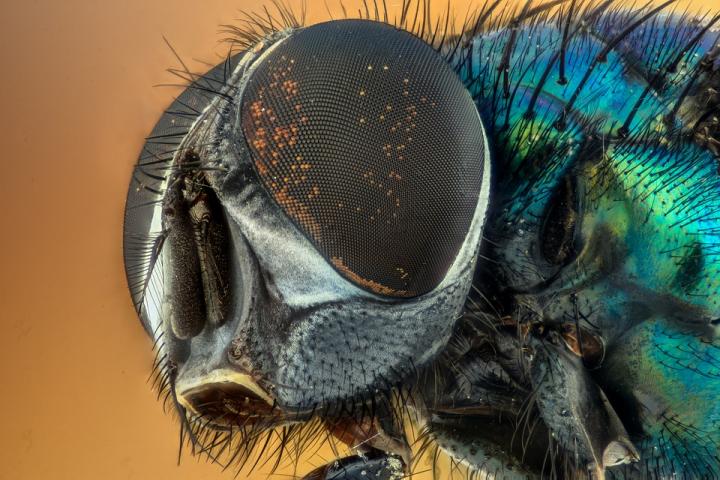 Insects Feel Chronic Pain