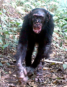 A chimpanzee with leprosy