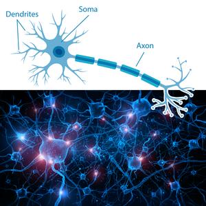 Neuron