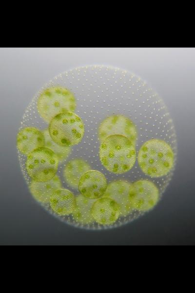 <I>Volvox carteri</I> Micrograph