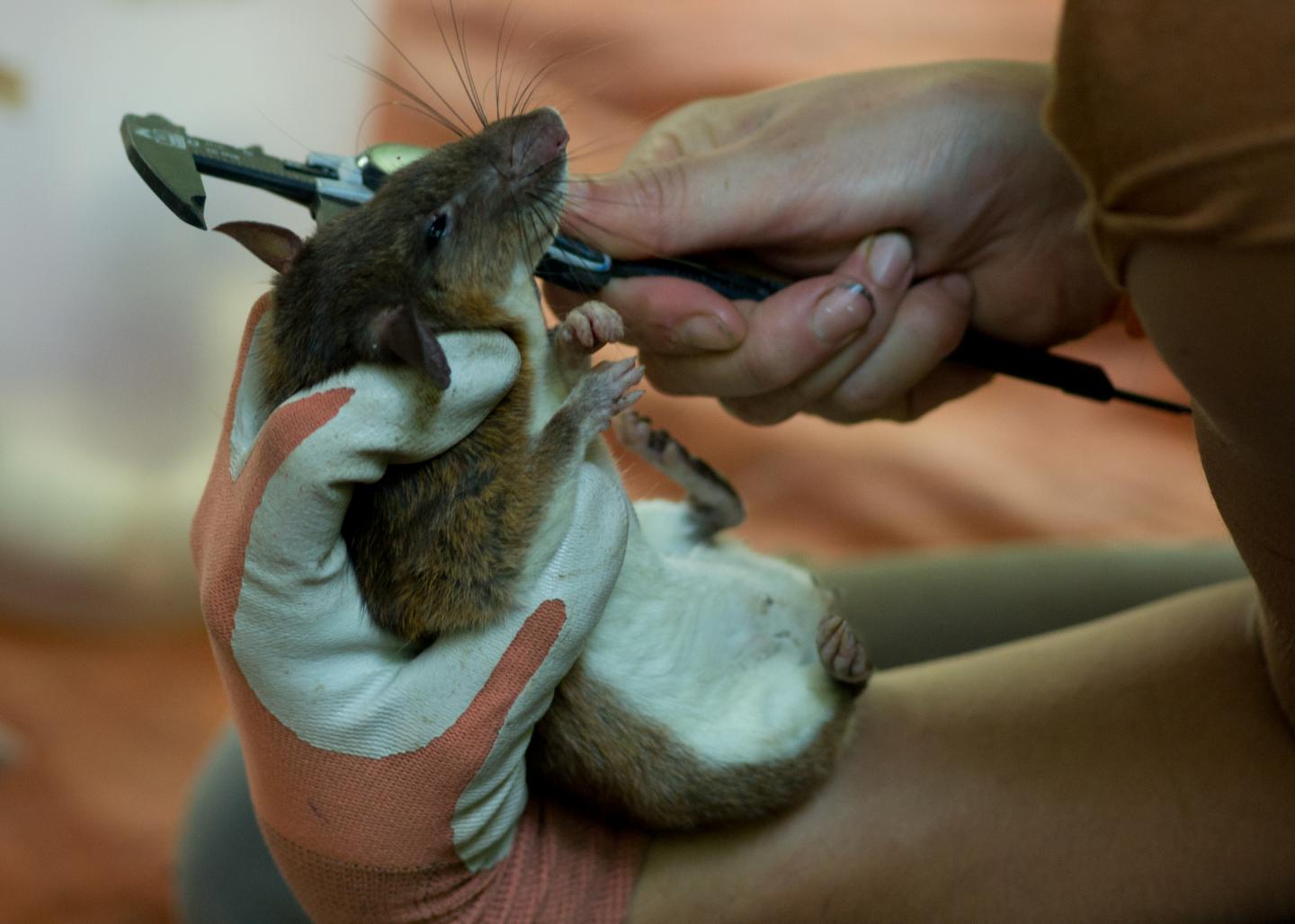 Measuring Rat