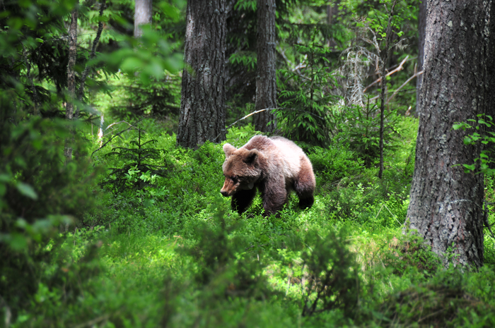 A brown bear in the woods, in summer. Copyright: Tobias Petzold, Ludwig-Maximilians University Munich