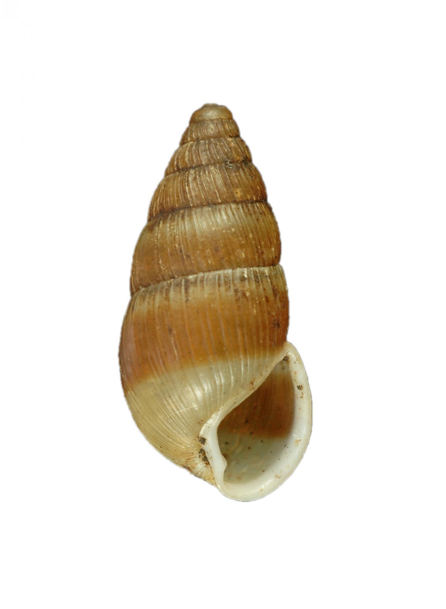 Extinct Hawaiian Land Snail [IMAGE] EurekAlert! Science News Releases
