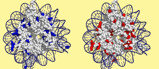 Histones