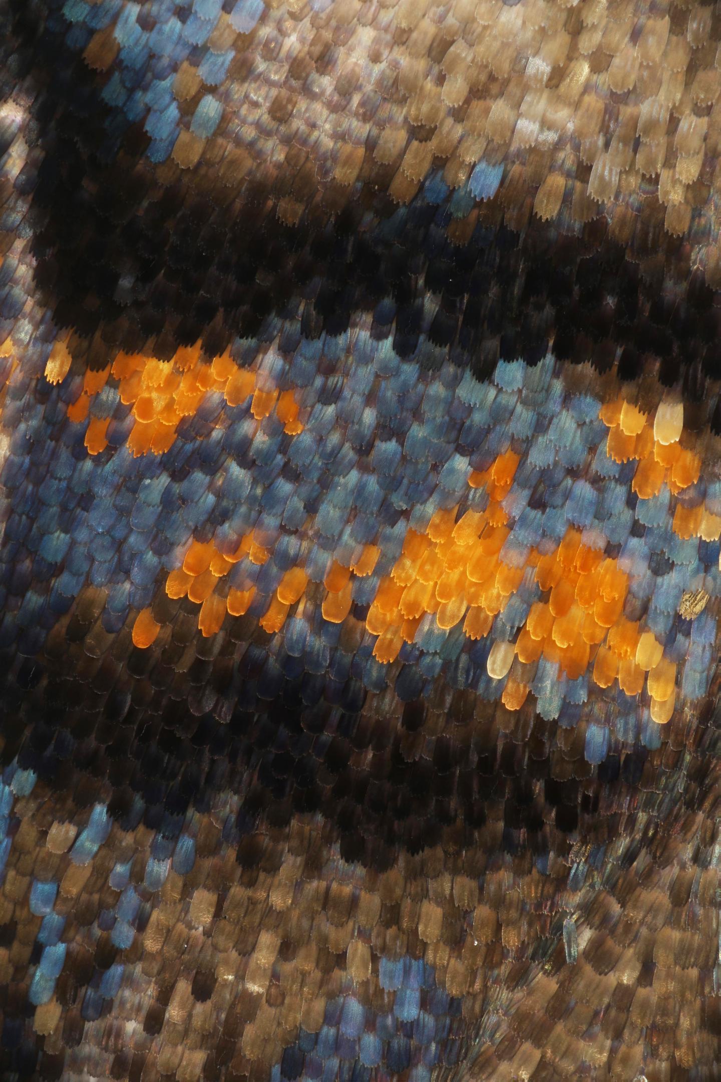 <i>Junonia coenia</i> Wing Scales (2 of 3)