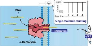 Illustration of nanopore filter using PNA-DNA duplexes