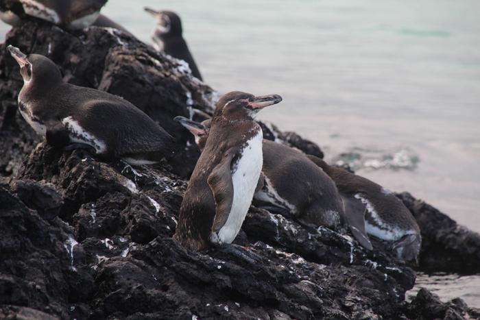 Modelling microplastic bioaccumulation and biomagnification potential in the Galápagos penguin ecosystem using Ecopath and Ecosim (EwE) with Ecotracer