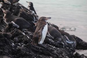 Modelling microplastic bioaccumulation and biomagnification potential in the Galápagos penguin ecosystem using Ecopath and Ecosim (EwE) with Ecotracer