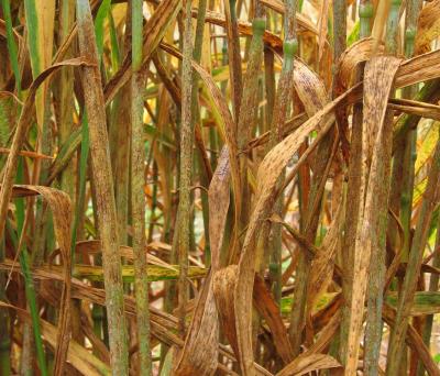 Genetic Tools in the Battle against Stem Rust (8 of 8)