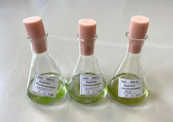 Liquid samples of different Zygnema circumcarinatum cell cultures