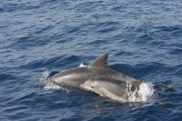 Dolphins: A Mother and Infant in the Mediterranean