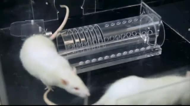 Anti-Anxiety Medication Limits Empathetic Behavior in Rats