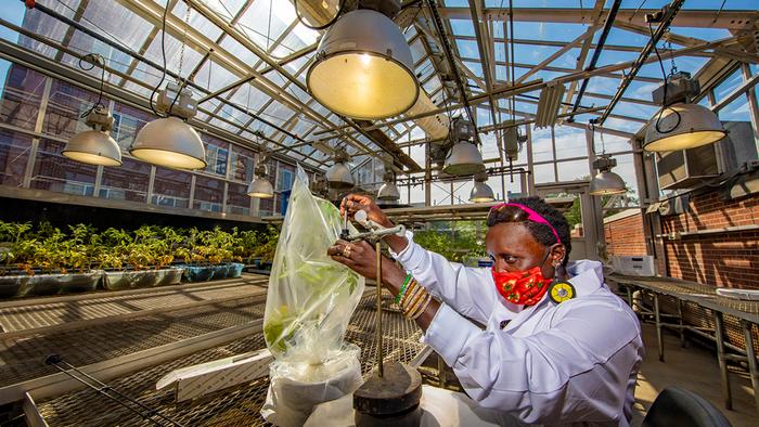 Entomology professor Esther Ngumbi in the greenhouse