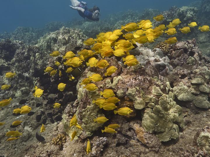 Emily Kelly Studying Reef Fish