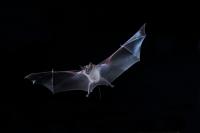 Greater Mouse-Tailed Bat 1