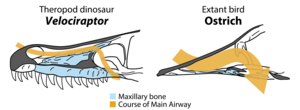 A comparison of the main airway and skull elements of dinosaurs and birds.