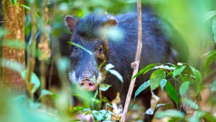 Tayassu peccari, the White-lipped peccary, and ecological balance