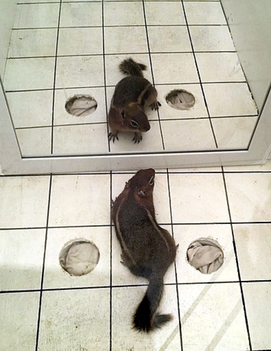 Mirror study ground squirrel