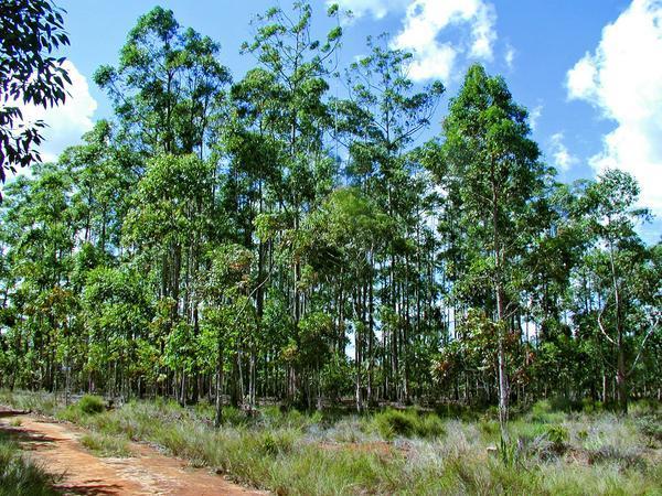 Eucalyptus Plantation