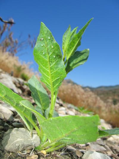 When Plants Cry for Help, Predator Bugs Answer (4 of 6)