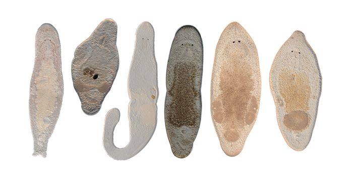 Various species of the genus Macrostomum