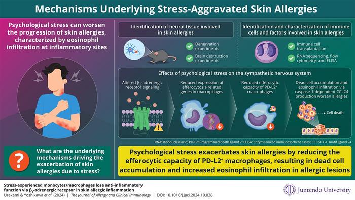 Reduced anti-inflammatory function of macrophages in stress-induced exacerbation of skin allergies