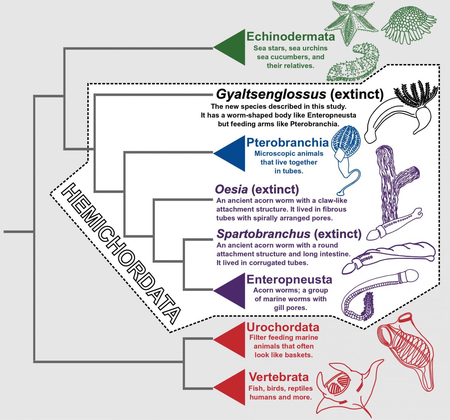 Phylogeny of <i>Gyaltsenglossus</i> in the Evolutionary Tree