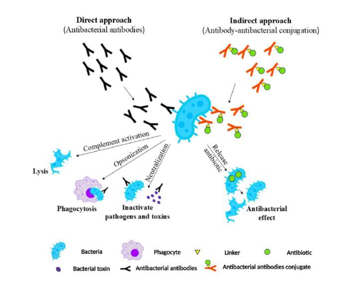 Direct and indirect approaches of mAbs antibacterials