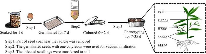 A simple procedure for transformation of peach seedlings.