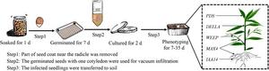 A simple procedure for transformation of peach seedlings.