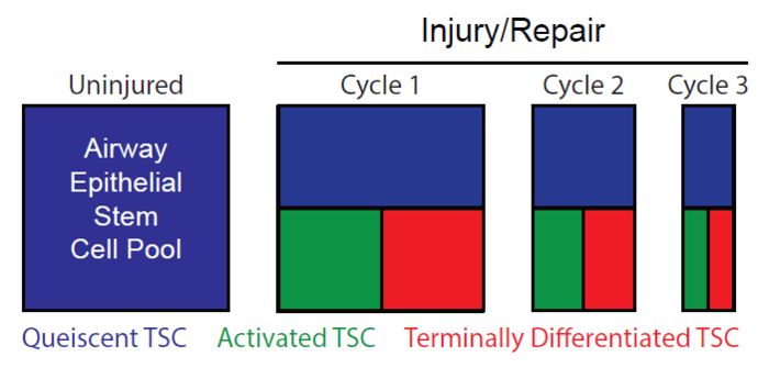 Graphical Abstract