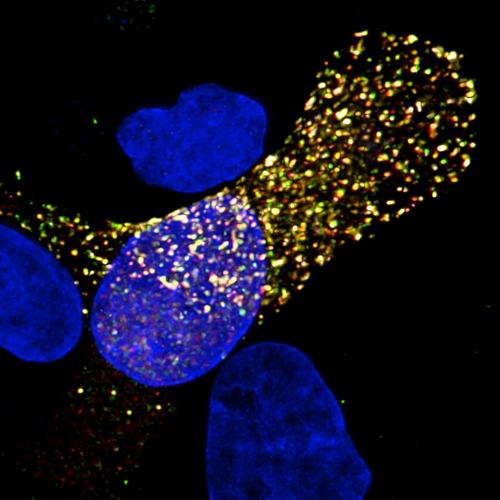 Imaging Influenza Genomic RNA within a Single Cell