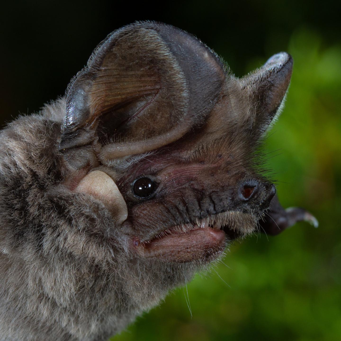 Free-tailed bat