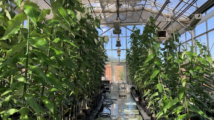 CRISPR Gene-Edited Trees in a Greenhouse