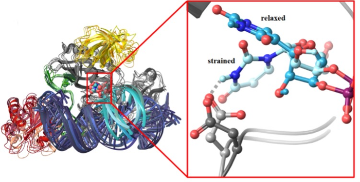 Strained and relaxed conformations of uracil bound to wild type and inactive mutant enzymes, respectively