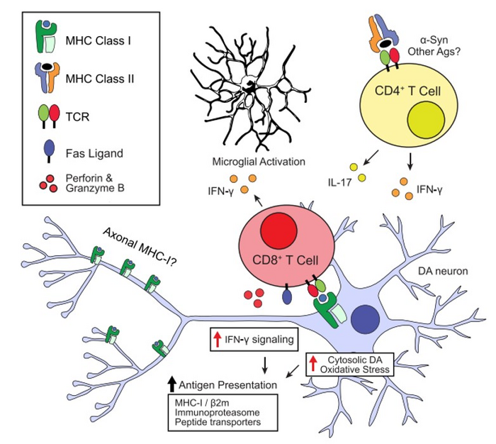 Possible roles of neuronal antigen presentation in Parkinsons disease