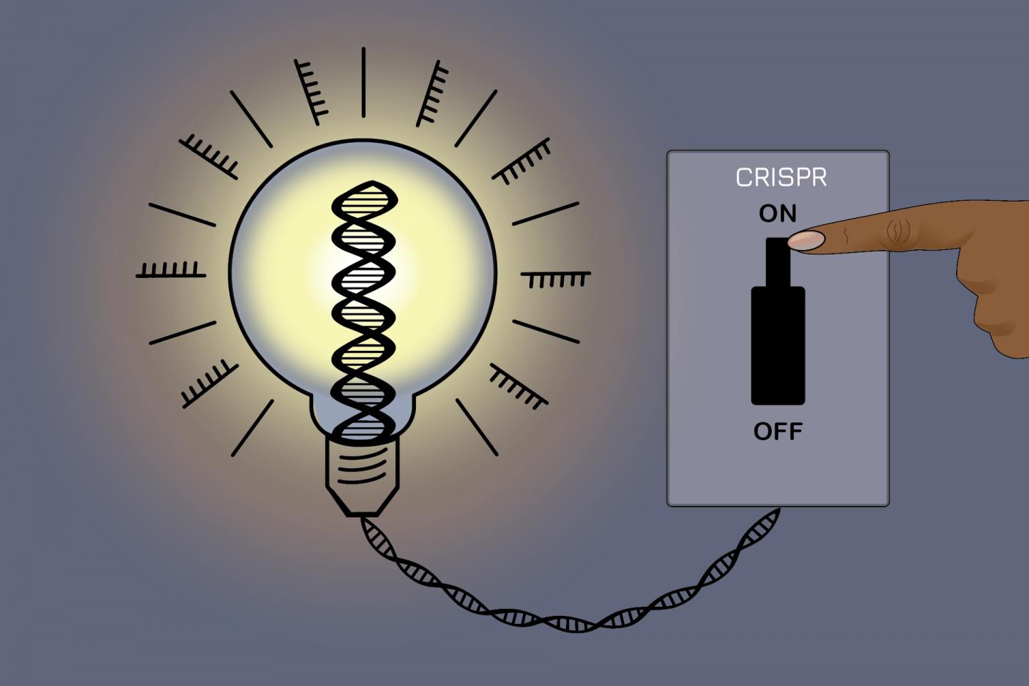 An on-off switch for gene editing