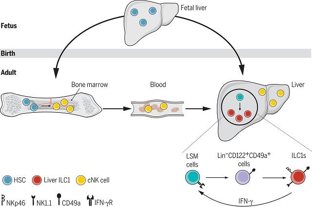 Pathways Leading to the Extramedullary Development of Tissue-resident Lymphocytes Found