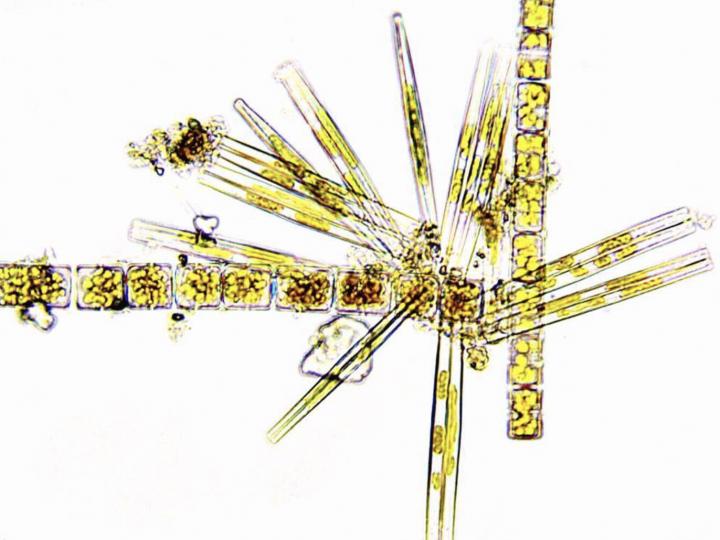 Diatoms