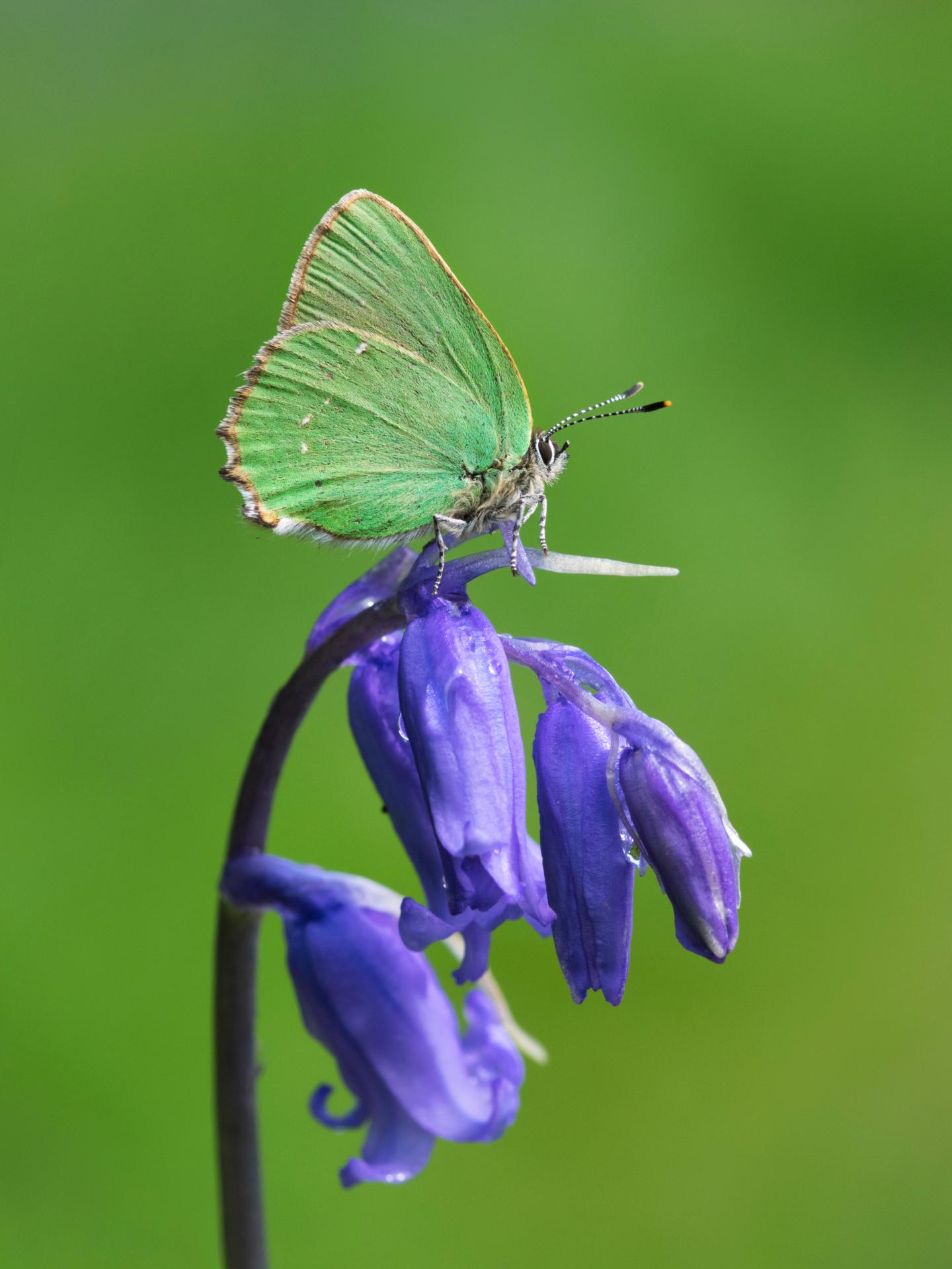 Green Hairstreak Butterfly