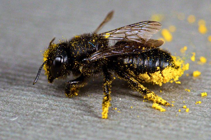 Leafcutter bee