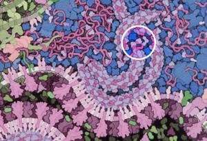 How the coronavirus defeats the innate immune