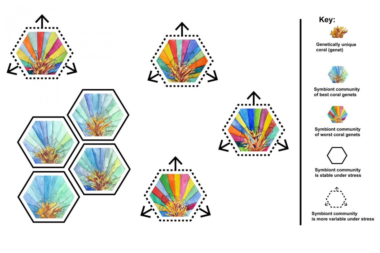 Dinoflagellate Symbiont Diversity and Climate Change Stress