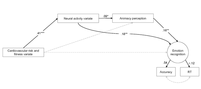 Figure 2: The connection between cardiovascular risk factors/fitness and social cognitive functions through neural activity during social cognition