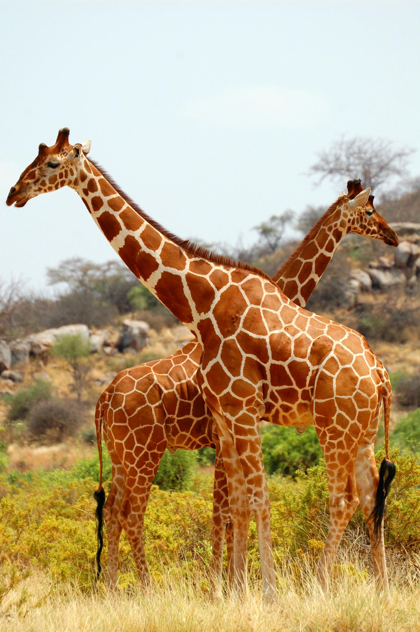 Making a List of All Creatures, Great and Small