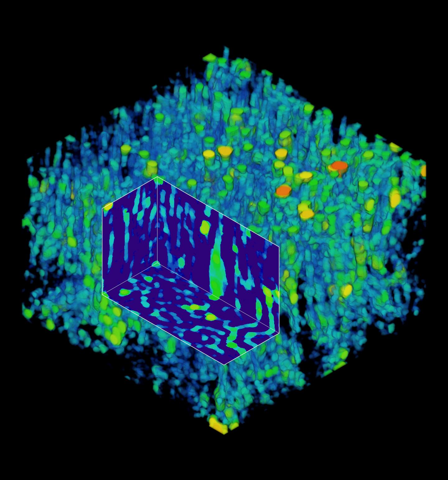 Three-dimensional model showing the thicknesses of Namapoikia partitions