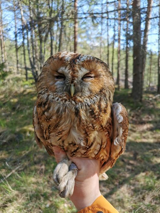 Brown tawny owl